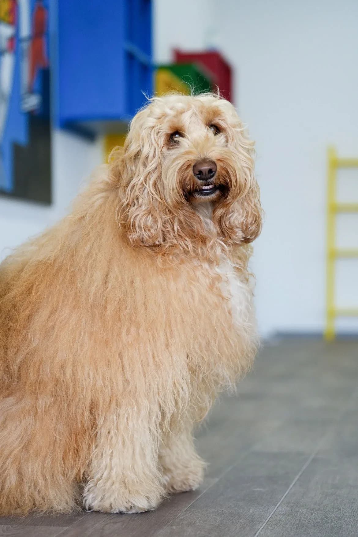 座ってこちらを見る大型犬