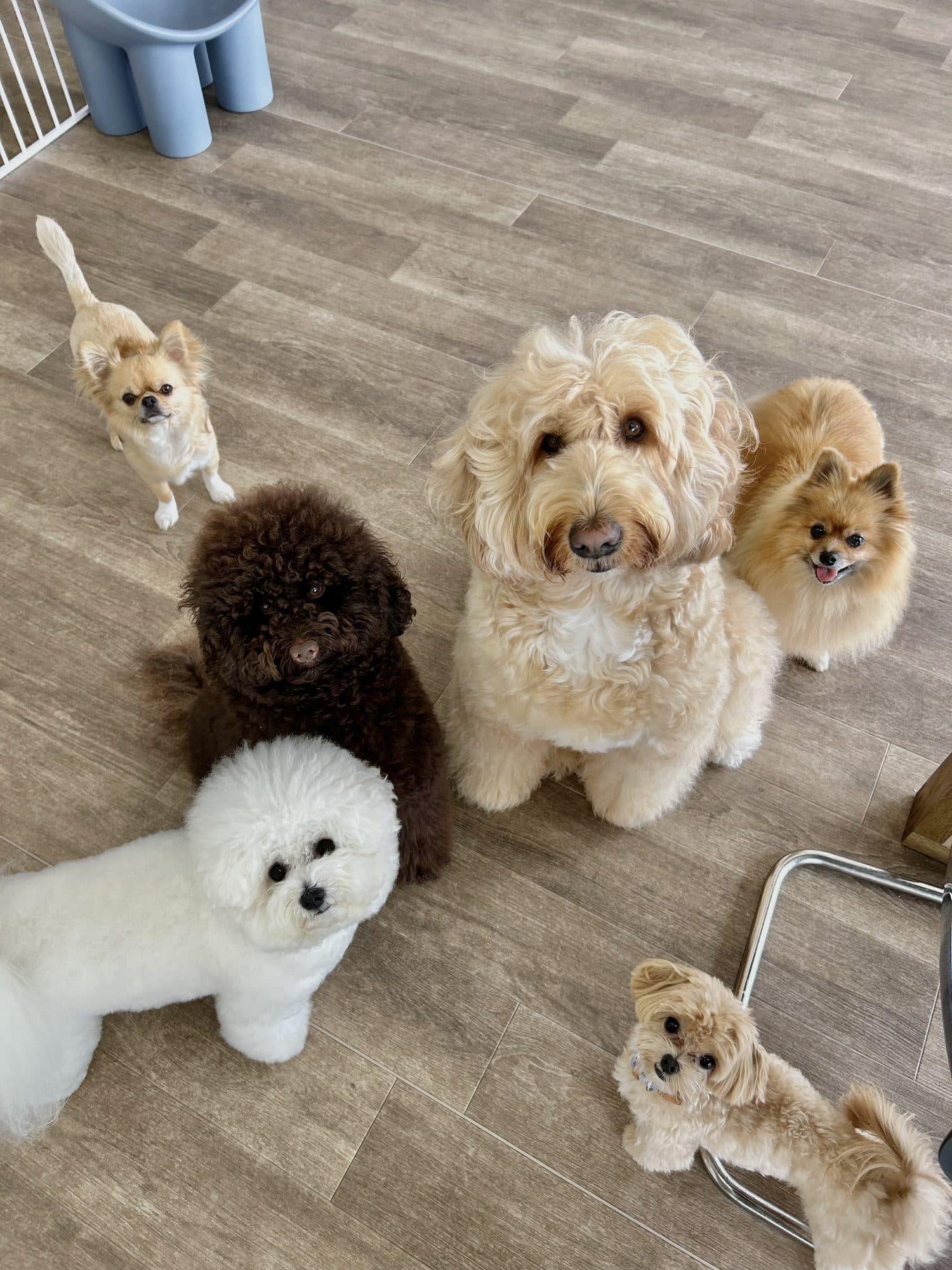 床に並んでこちらを見上げる犬たち