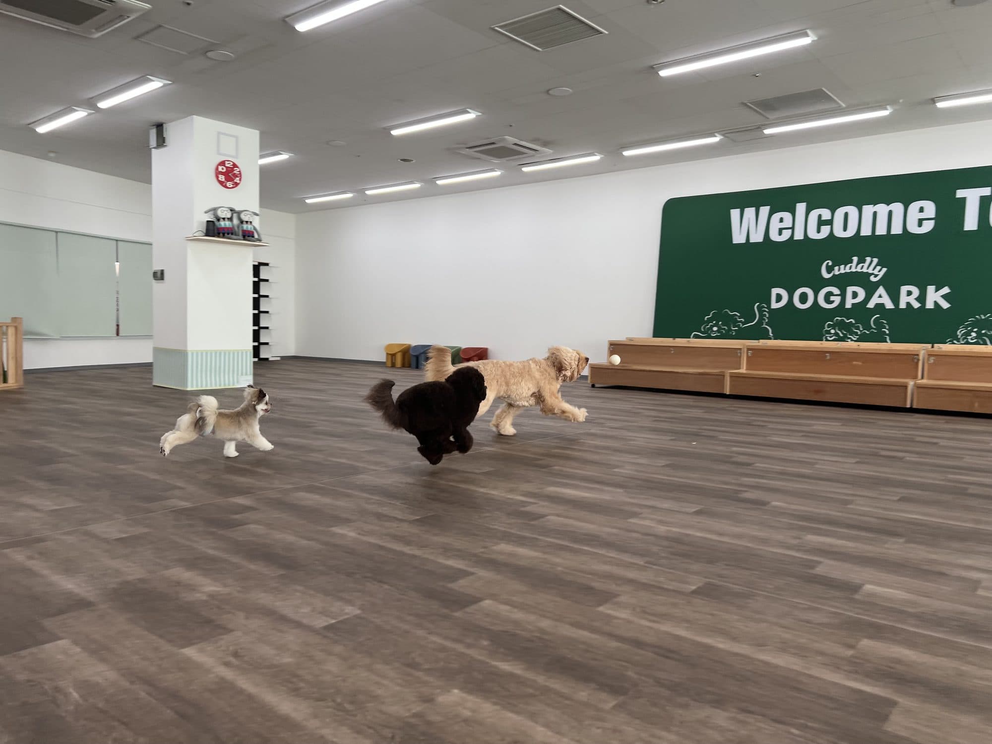 広い室内ドッグランを走る犬