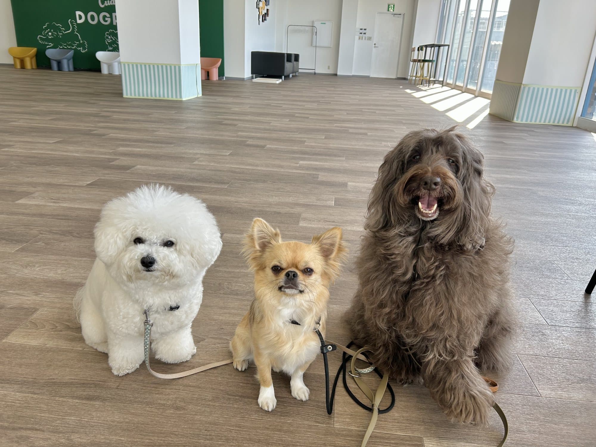 室内に並ぶ白い犬、チワワ、茶色い犬