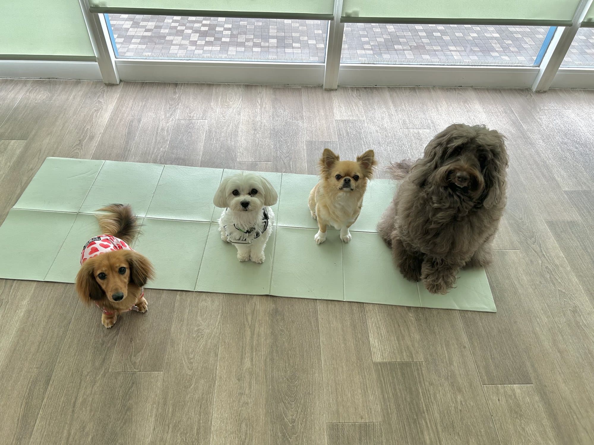 マットの上に並ぶ4頭の犬