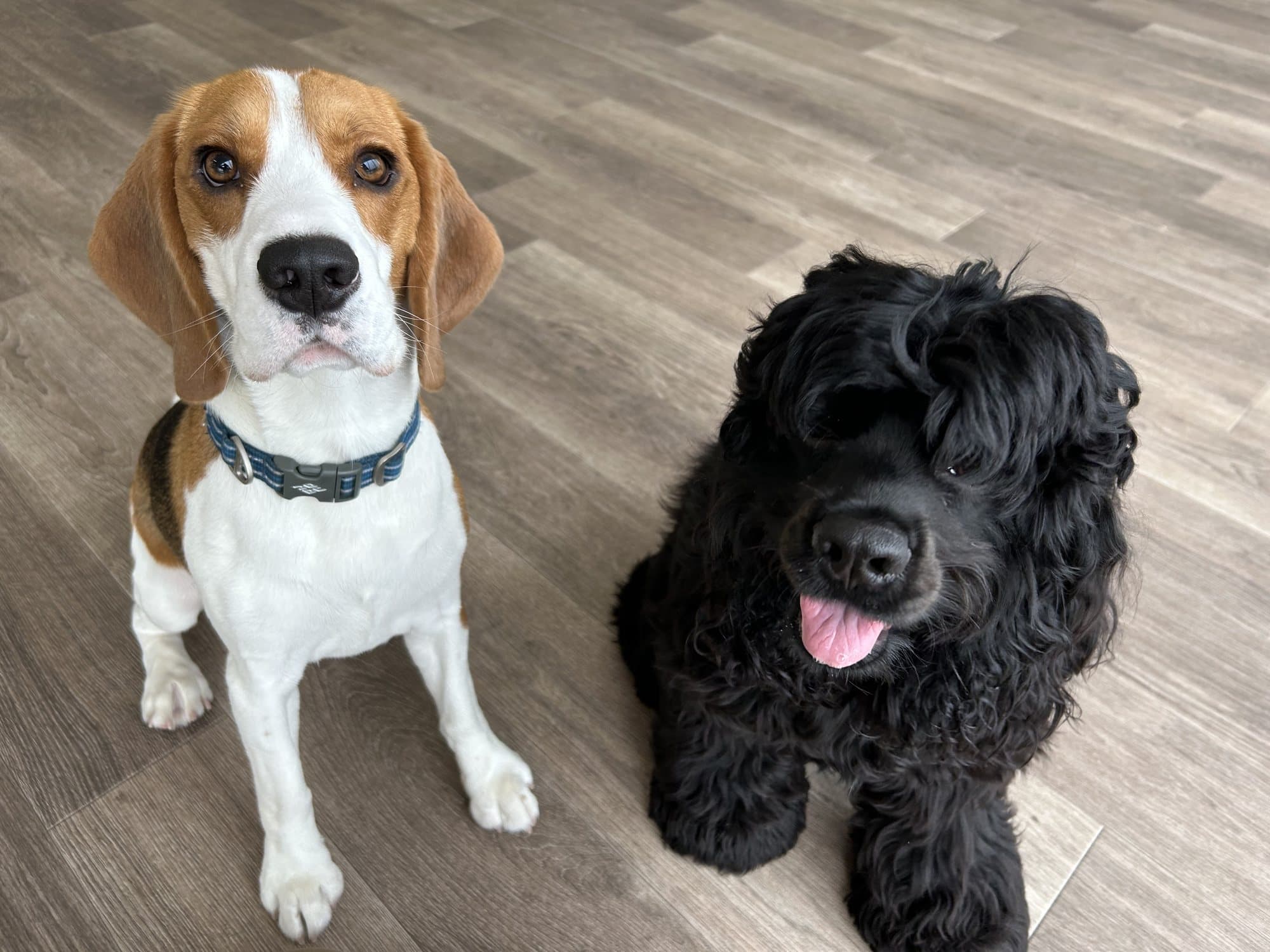 寄り添って座るビーグルと黒い犬