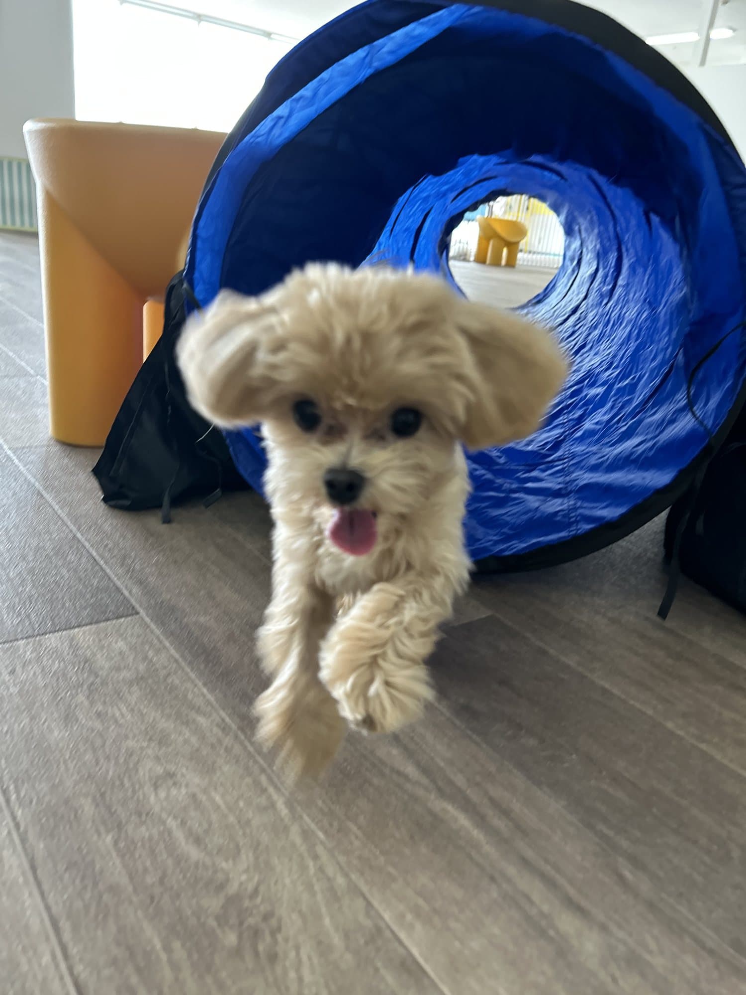 青いトンネルから出てくる犬