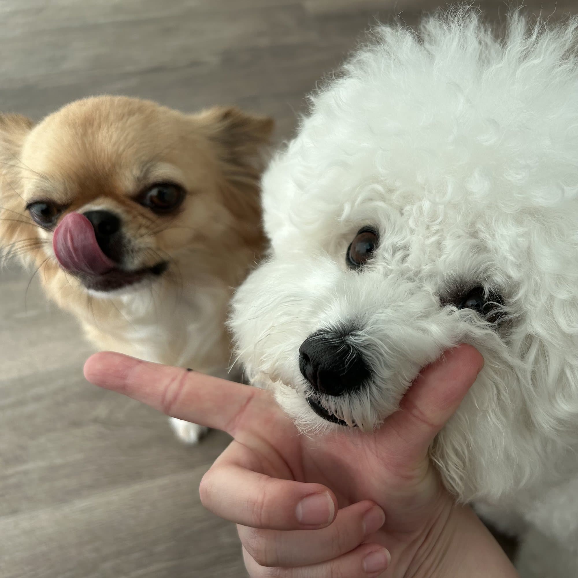 チワワと白い犬のアップ