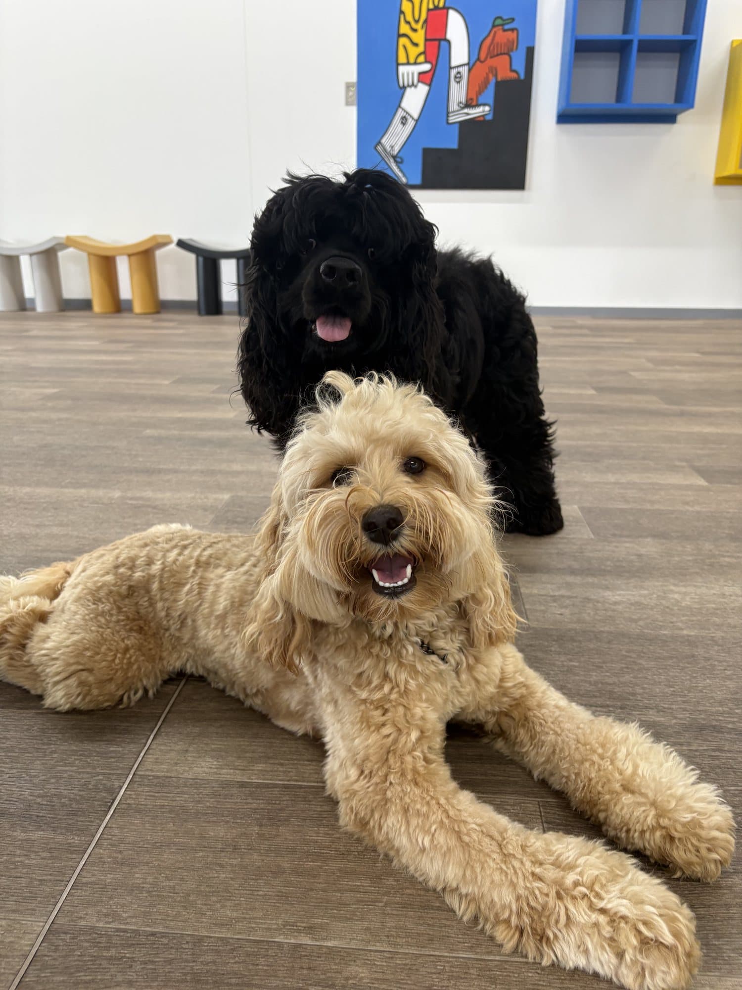 室内でくつろぐ黒い犬とクリーム色の犬