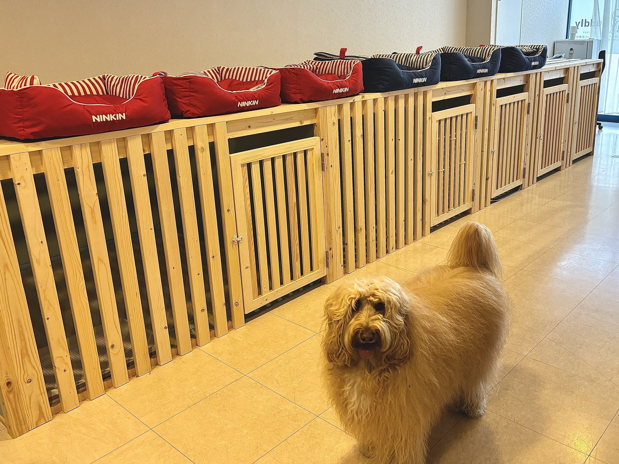 木製ケージの前に立つ犬