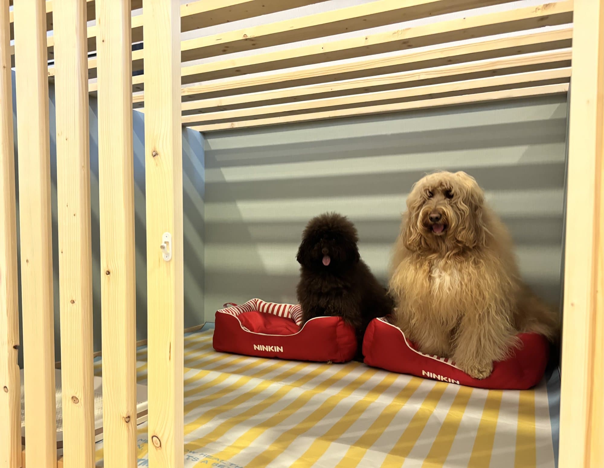 ケージ内のベッドで休む2頭の犬