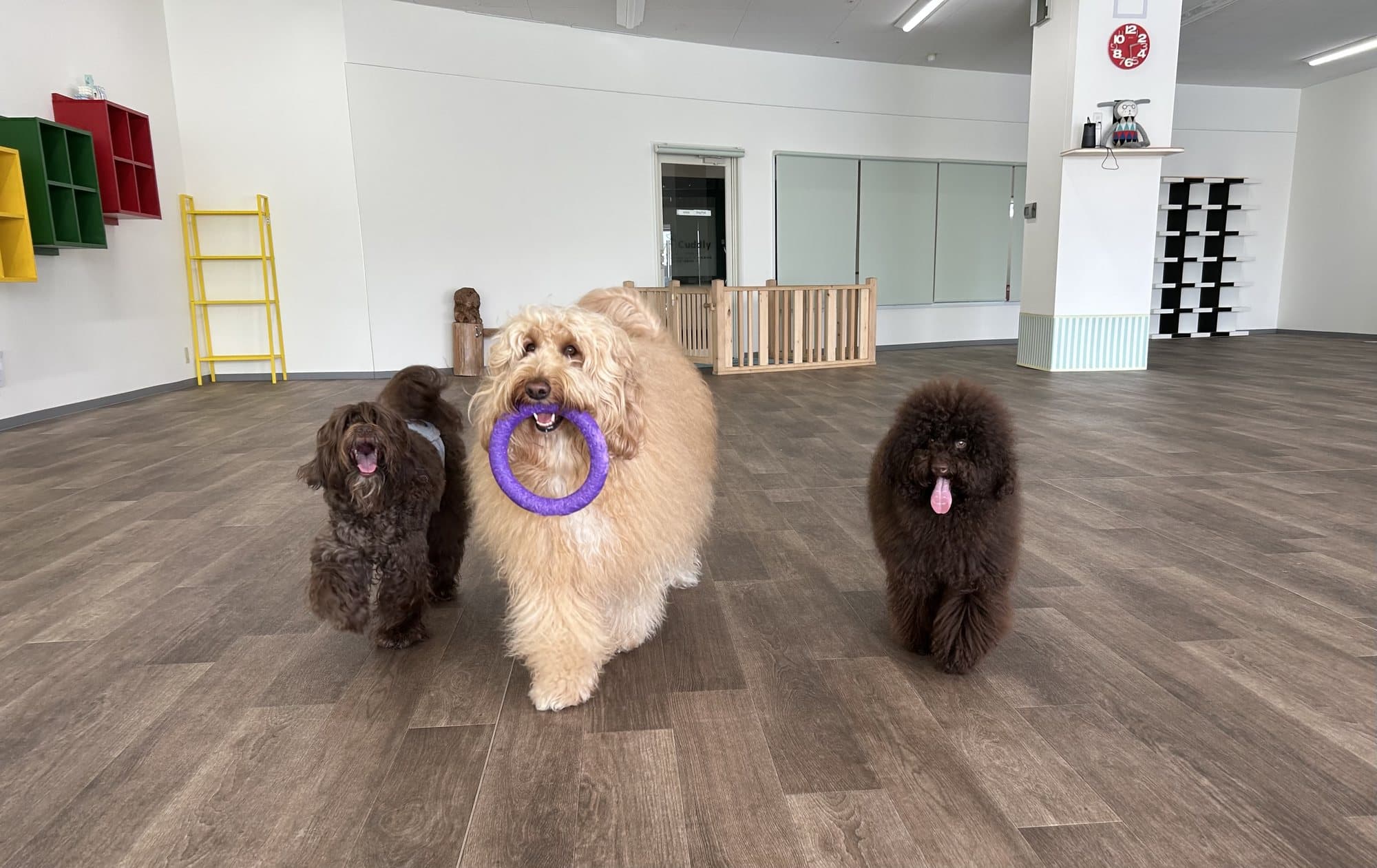 室内ドッグランで並ぶ犬たち